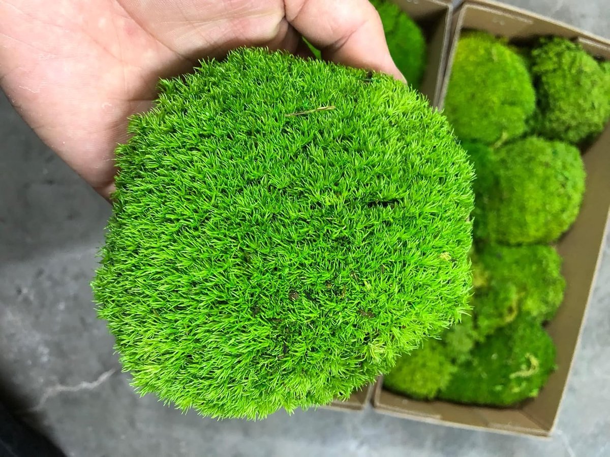 SnelShoppen - Preserved Plants Rod Moss Pillow Bun Cushion Groen Natuur Decoratief Echt Groen DIY Kit Terrariums Tuinieren Kunst Wanddecoratie Florist