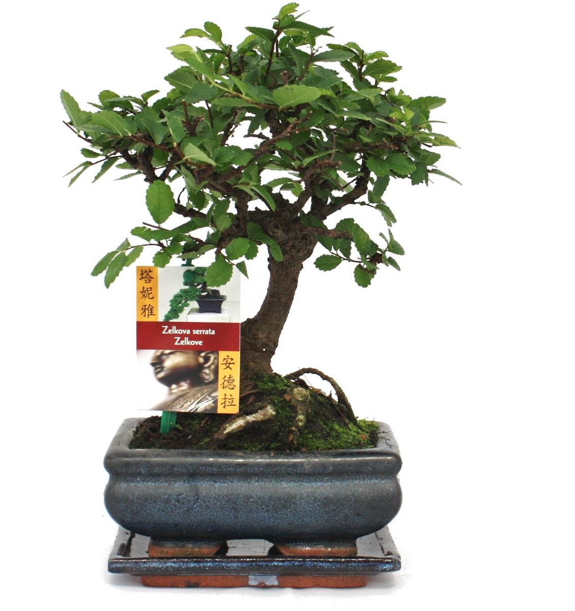 Omgoods - Bonsai Chinese Elm - Ulmus Parviflora - Ca. 6 Jaar Oud