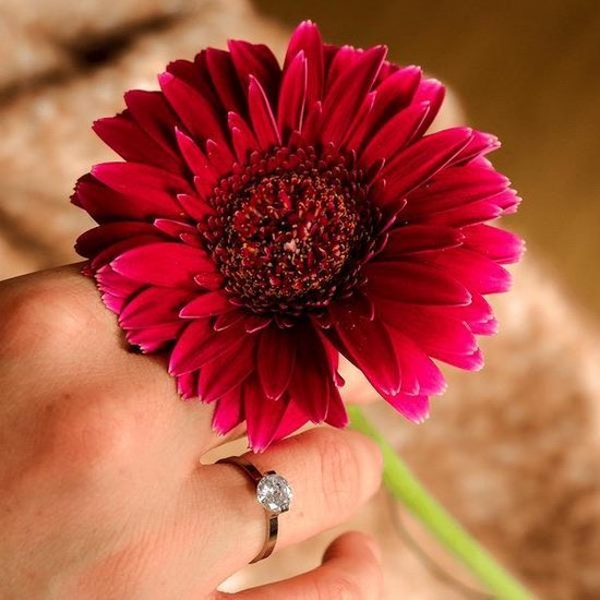 Une main portant une bague avec une pierre brillante tient une fleur de gerbera rouge. L'arrière-plan est en tissu beige.