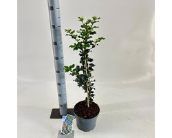 Ilex meserveae 'Blue Princess' - Blauwe | 50-60 cm in pot