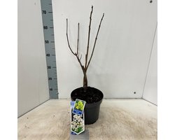 Catalpa bignon. 'Aurea' - Trompetboom | 60-70 cm in pot
