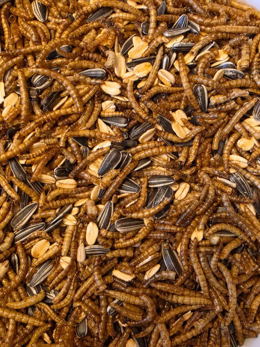 Scharrelmix 2,5 kg - Kippenvoer & Vogelvoer - Met Gedroogde Meelwormen, Zonnebloempitten & Havervlokken - Buitenvogels - Tuinvogels - Kippen - Insectify
