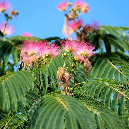 Twee roze, pluizige bloemen van de Perzische slaapboom met groene, gevederde bladeren.