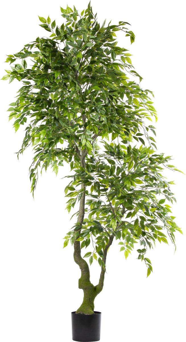 Silk Flora Zijden Ficus Benjamina – Kunstboom – 210 cm – Onderhoudsvrij – Groene Kunstplant