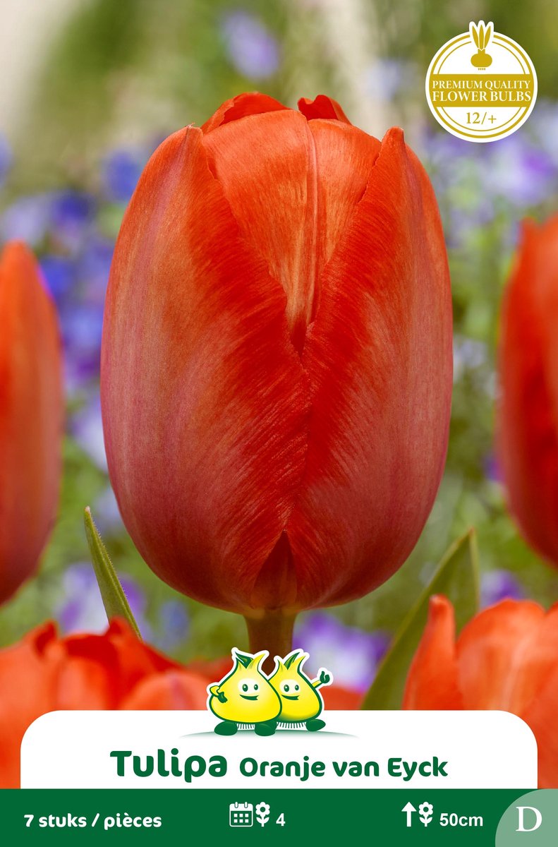 2 Zakjes Darwin Tulp Oranje Van Eyck maat 12/+