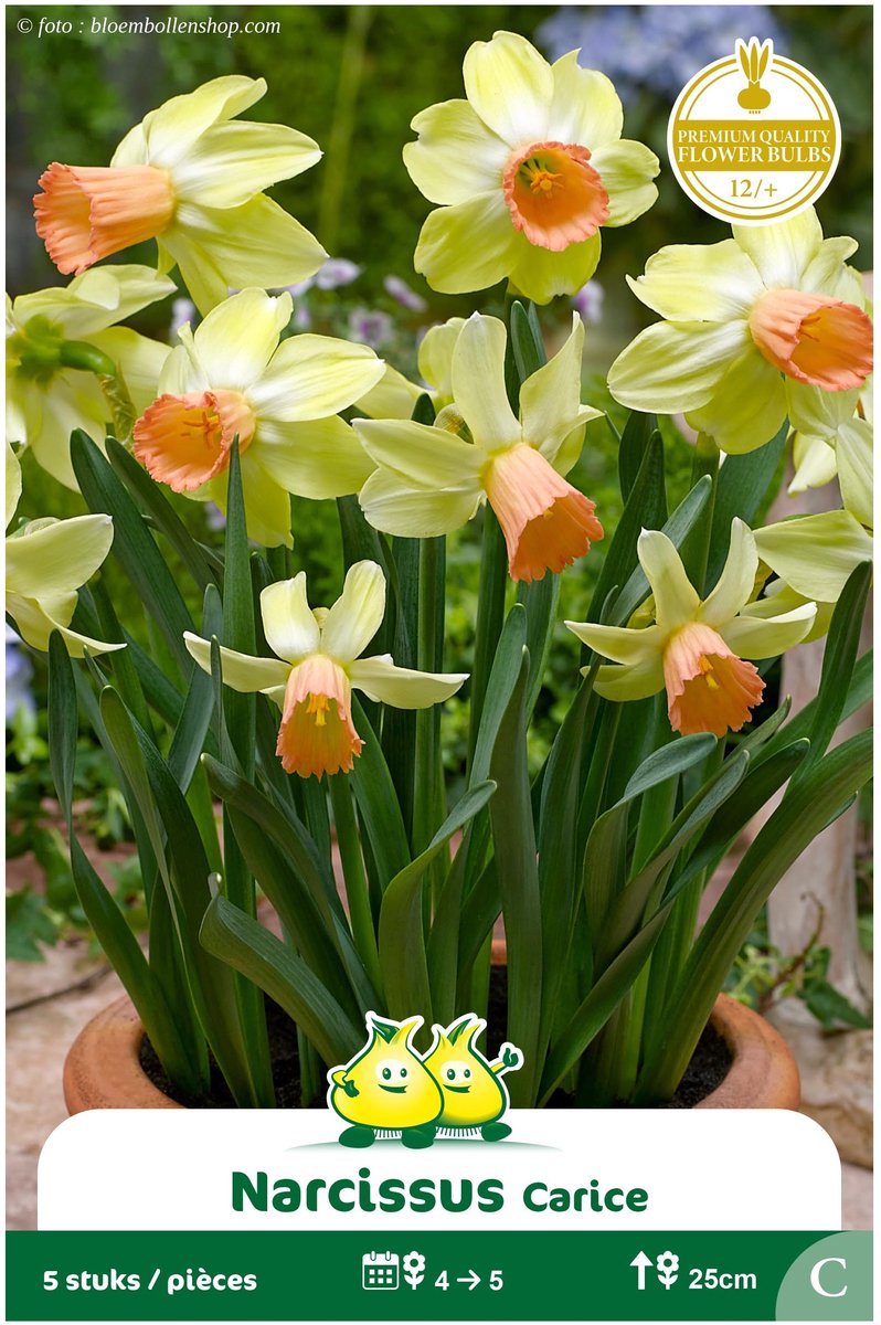 3 Zakjes Botanische Narcis Carice maat 12/+