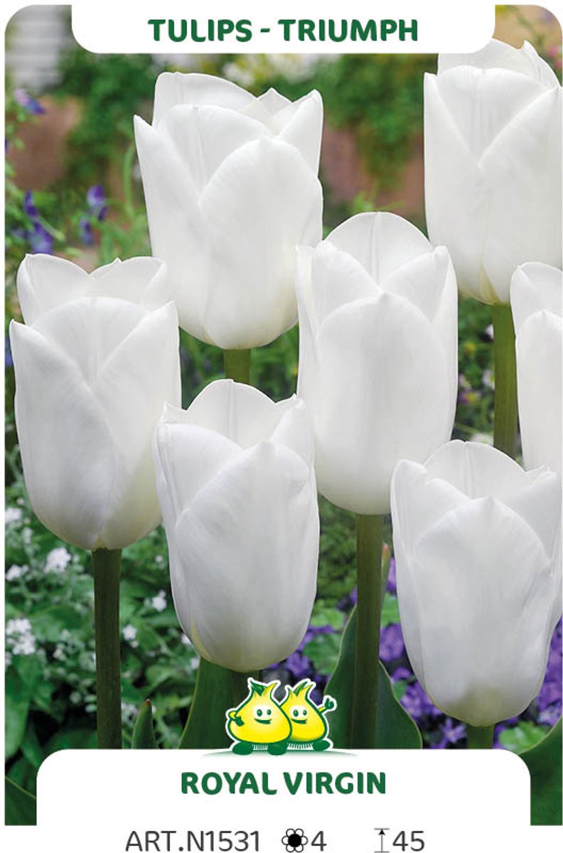 25 Bollen Triumph Tulpen Royal Virgin maat 12/+
