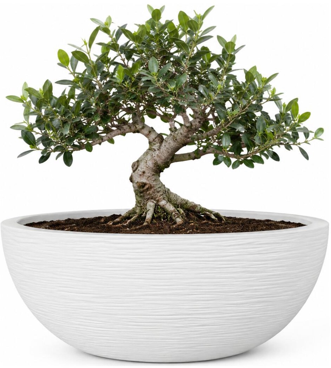 EDA Bloempot / plantenpot schaal Graphit - rond - kunststof - creme wit - D40 x H17 cm