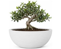 EDA Bloempot / plantenpot schaal Graphit - rond - kunststof - creme wit - D40 x H17 cm
