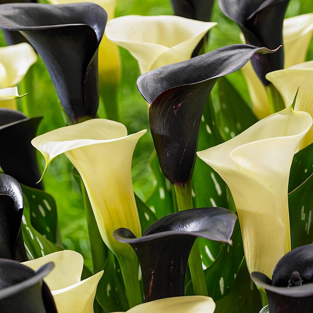SnelShoppen - Calla lelie bollen mix zwart en wit - 10 Zantedeschia knollen, 2 soorten, 5 van elke kleur, ideaal voor pot- en tuinplant, bloembollen u