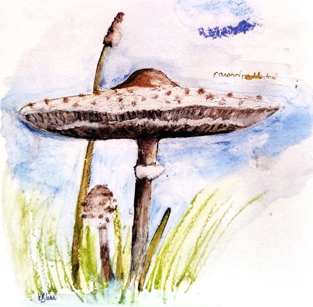 Kitty Blüm Parasolpaddestoel Ecokaart Vierkante Dubbele kaart met envelop van tekening van paddestoel, blanco binnenkant 13 bij 13 cm