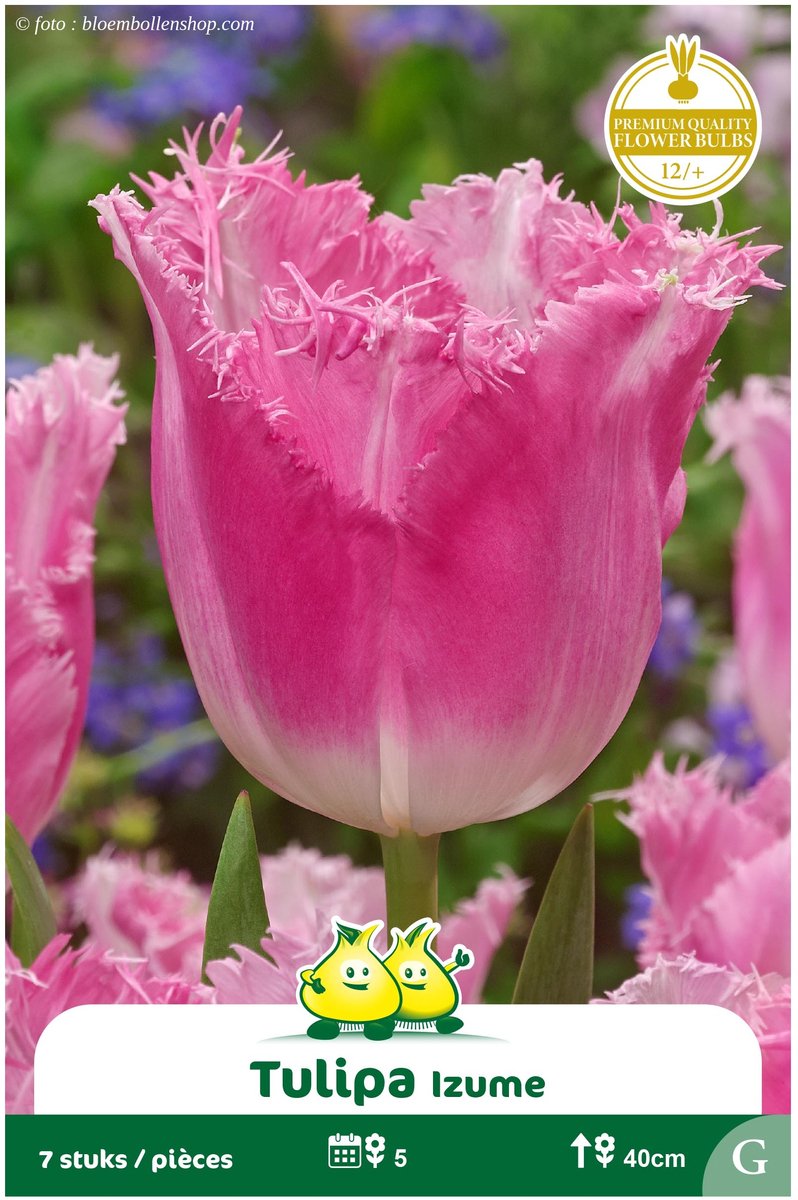 2 Zakjes Gefranjerd Tulpen Izumi maat 12/+