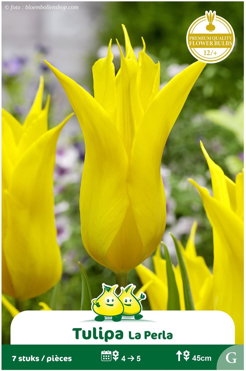 25 Bollen Leliebloemige Tulpen La Perla maat 12/+