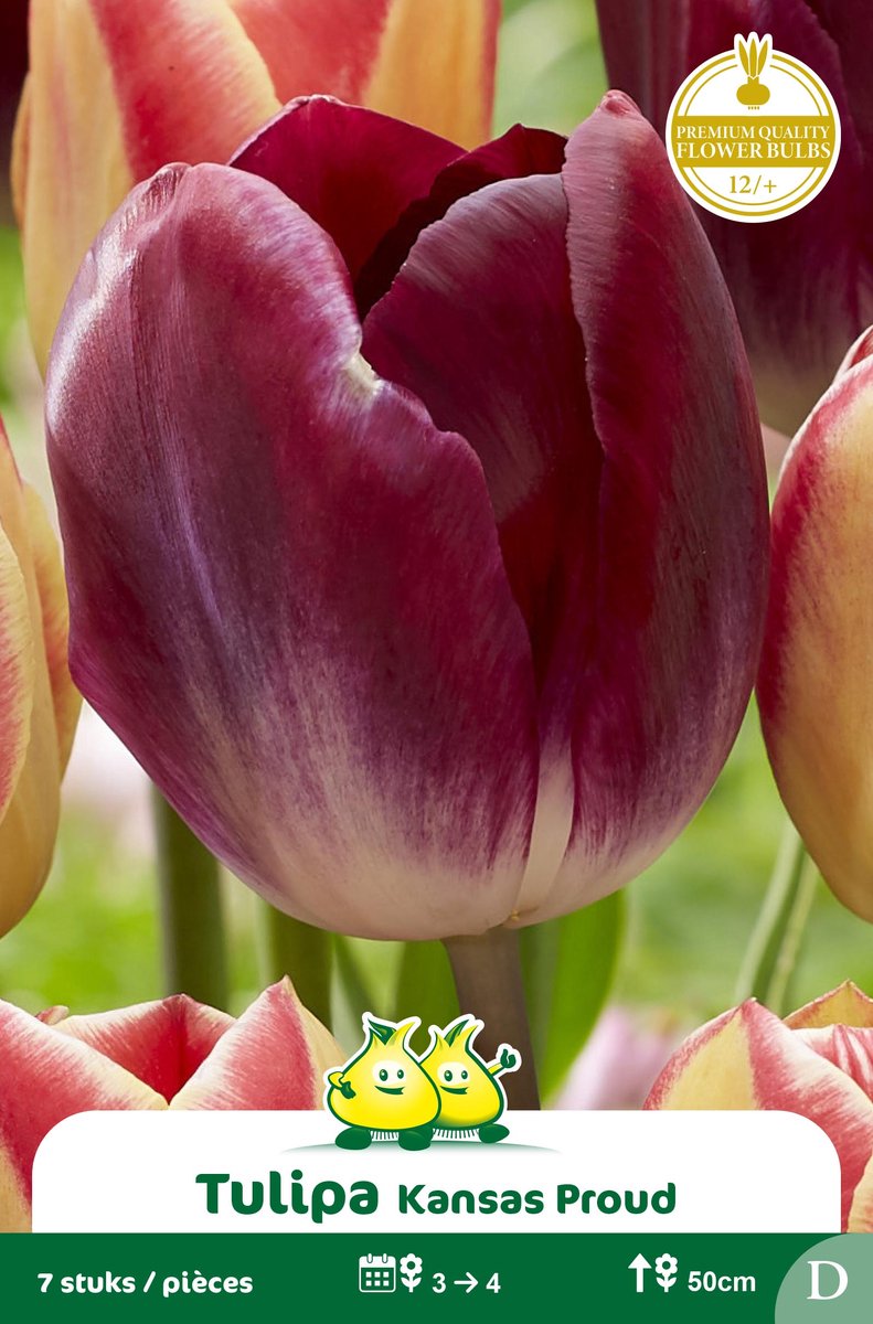 2 Zakjes Triumph Tulpen Kansas Proud maat 12/+