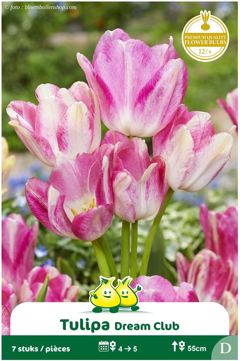 2 Zakjes Meerbloemige Tulpen Dream Club maat 12/+