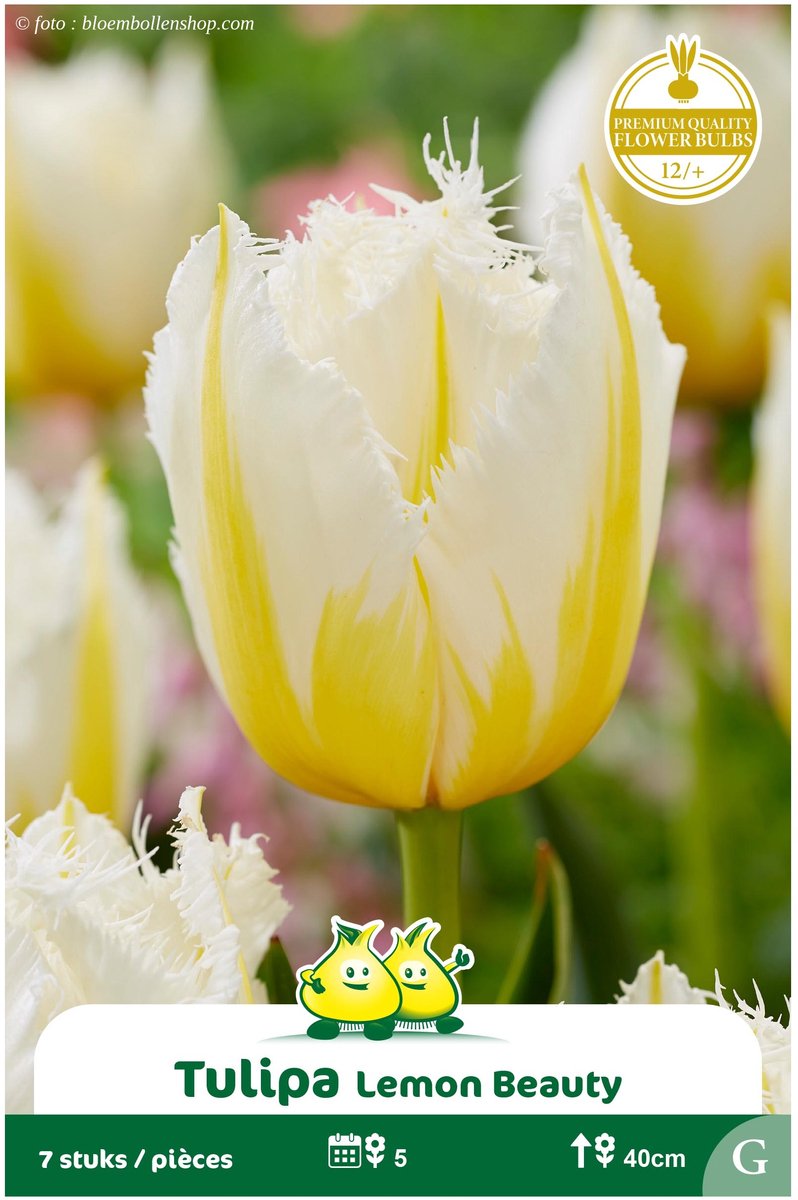 2 Zakjes Tulpen Lemon Beauty maat 12/+