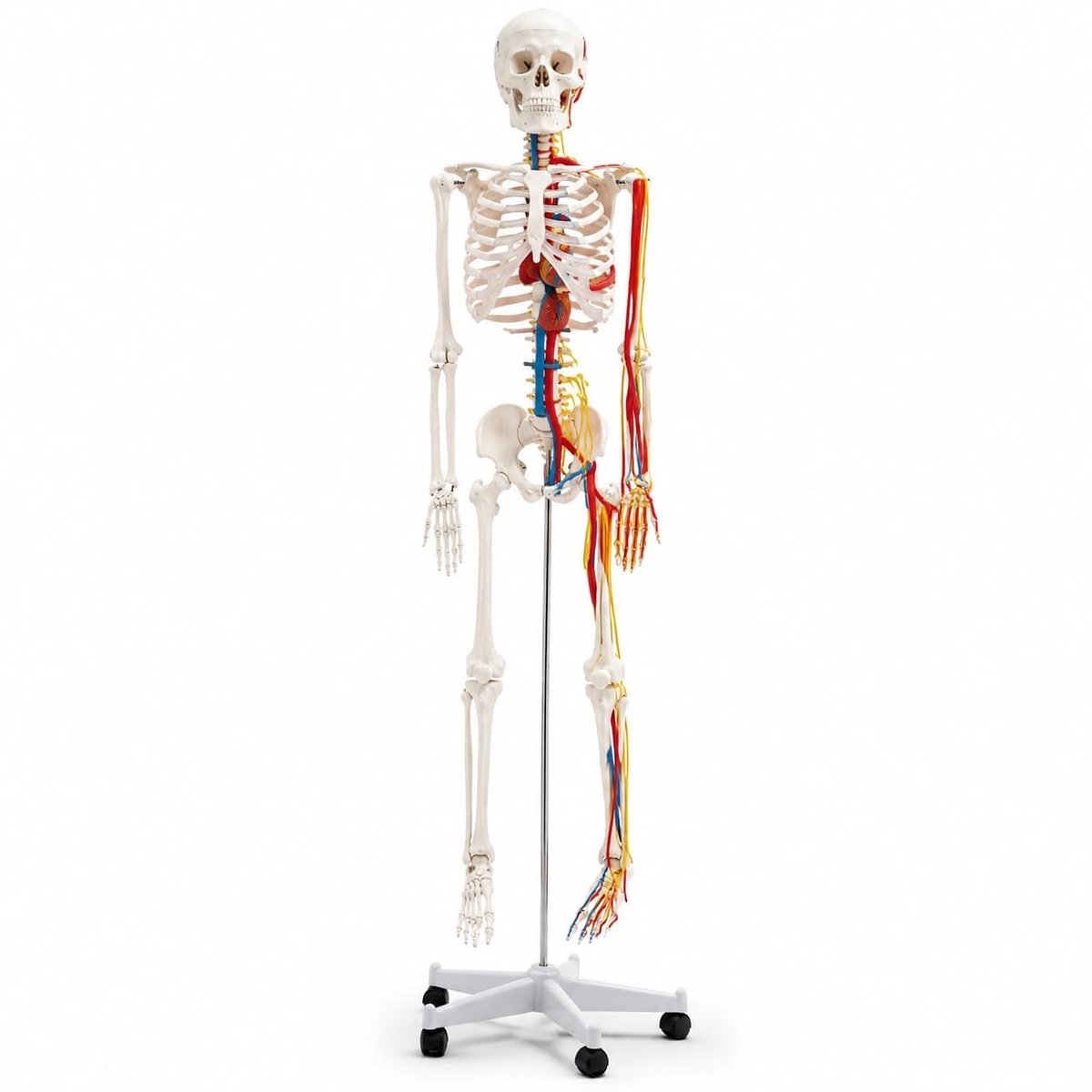 Skeletmodel Mens - 85 cm - Anatomisch Leermodel