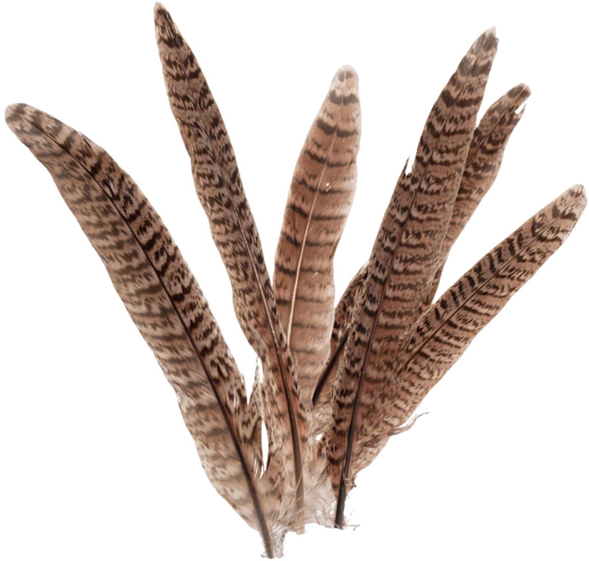 10 Stuks Fazantenveren - Lange Natuurlijke Decoratieveren
