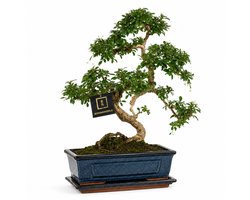 vdvelde.com - Bonsai boom S-vormig ca. 10 jaar - Set met Japans keramieken pot en schaaltje - Indoor kamerplant - Cadeau set