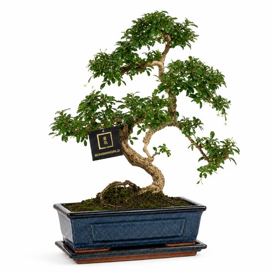 vdvelde.com - Bonsai boom S-vormig ca. 10 jaar - Set met Japans keramieken pot en schaaltje - Indoor kamerplant - Cadeau set