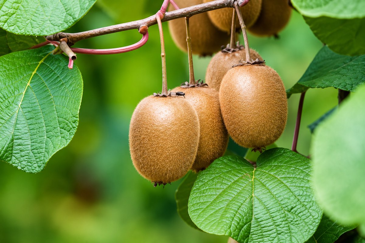 Zelfbestuivende kiwi - Actinidia deliciosa 'Jenny' | 50-60 C