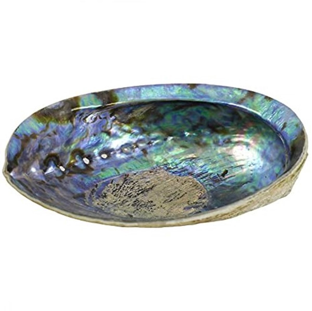 Abalone Schelp - Natuurlijke Moeder van Parel - 12-14 cm
