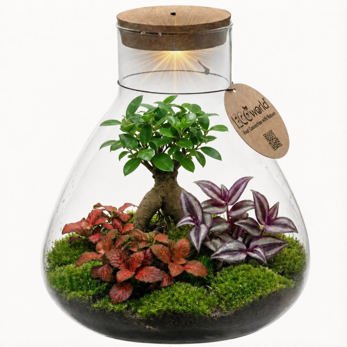 vdvelde.com - Mini planten terrarium - Gesloten ecosysteem zelfvoorzienend - Onderhoudsvriendelijk mini terrarium in glas - Ø11 cm, DIY set