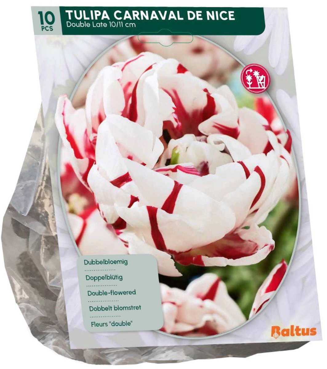 Tulipa Dubbel Laat Carnaval de Nice 10 stuks bloembollen Baltus
