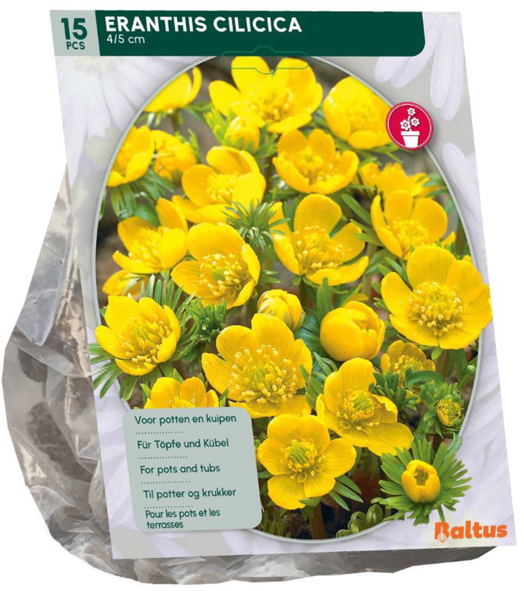 Eranthis Cilicica 15 stuks bloembollen Baltus