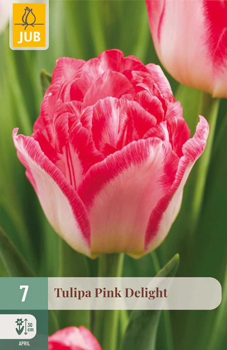 Tulipa pink delight bloembol JUB 7 stuks