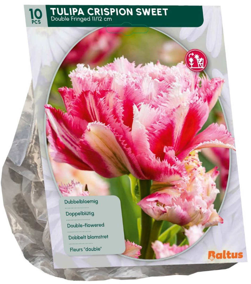 Tulipa Crispion Sweet 10 stuks bloembollen Baltus