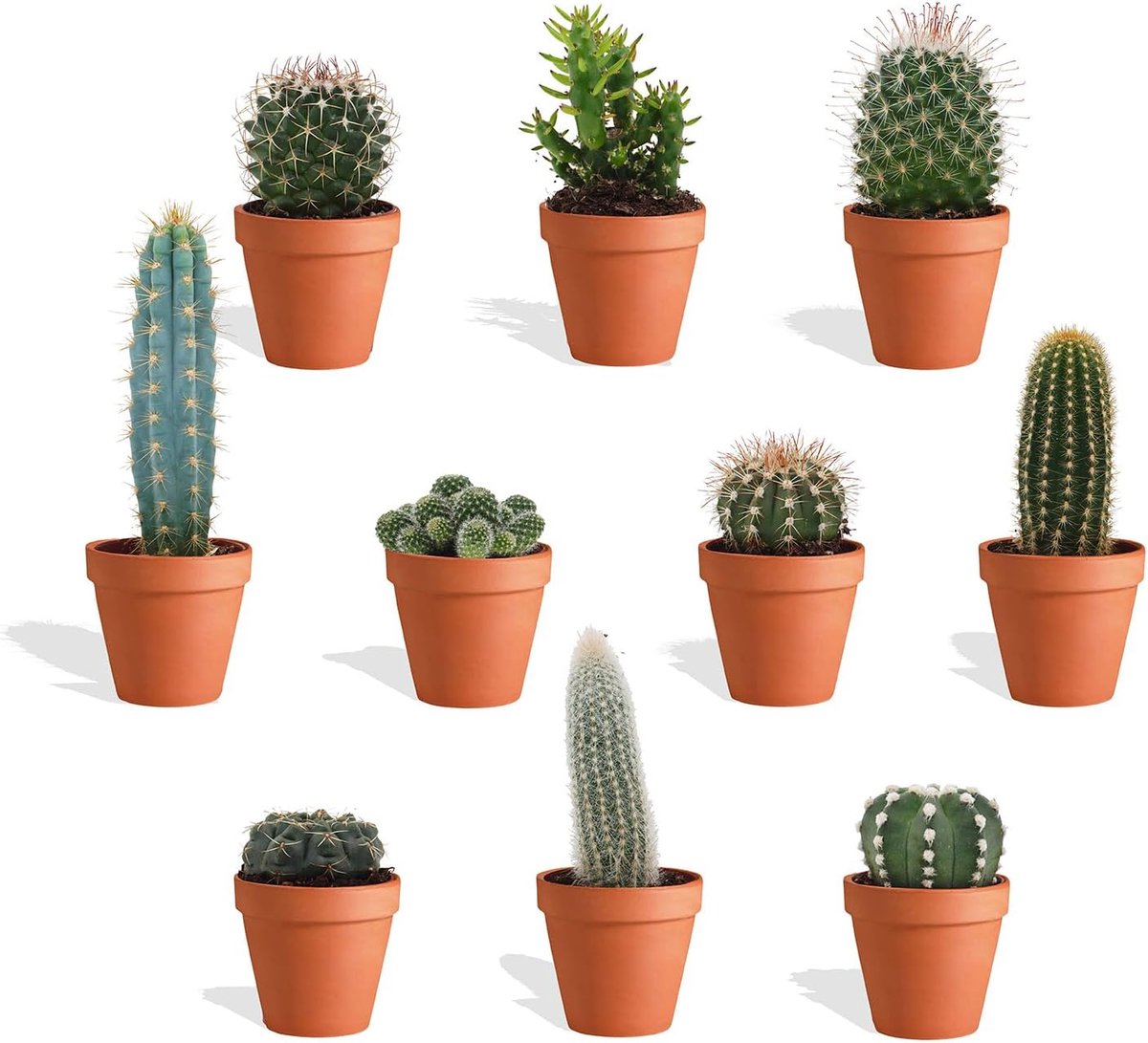 Cactus Mix in Terracotta Bloempot - 10 Stuks - Kwekerspot 5,5 cm - Hoogte 8-15 cm - Mini Cactussen - Kamerplanten