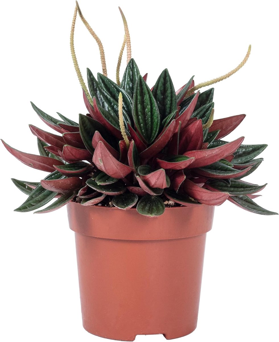 Dwarf pepper 'Smit Rosso' - hoogte 15 cm - Peperomia - eenvoudige verzorging - ideaal voor binnen - ShopVlot