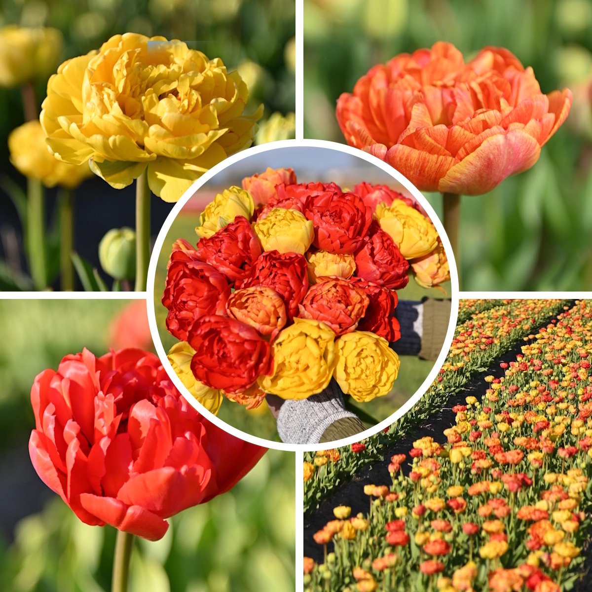 InVolleBloei Tulpenbollen Mix – 30 stuks – 'Sunlover, Miranda & Yellow Pomponette' – Dubbele Tulpen – Voorjaarsbloemen – Bloembollen najaar planten
