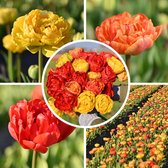 InVolleBloei Tulpenbollen Mix – 30 stuks – 'Sunlover, Miranda & Yellow Pomponette' – Dubbele Tulpen – Voorjaarsbloemen – Bloembollen najaar planten