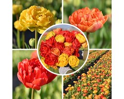 InVolleBloei Tulpenbollen Mix – 30 stuks – 'Sunlover, Miranda & Yellow Pomponette' – Dubbele Tulpen – Voorjaarsbloemen – Bloembollen najaar planten
