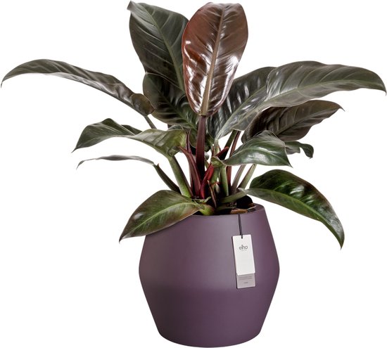 Paarse Elho bloempot met een plant met donkere bladeren.