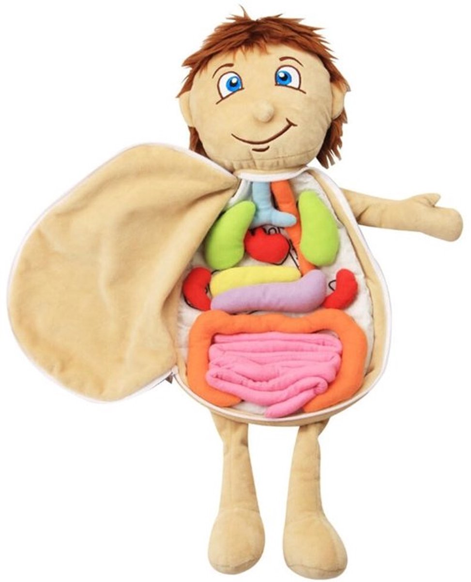 3D Anatomie Pop - Educatief Speelgoed met Verwijderbare Organen voor Kinderen