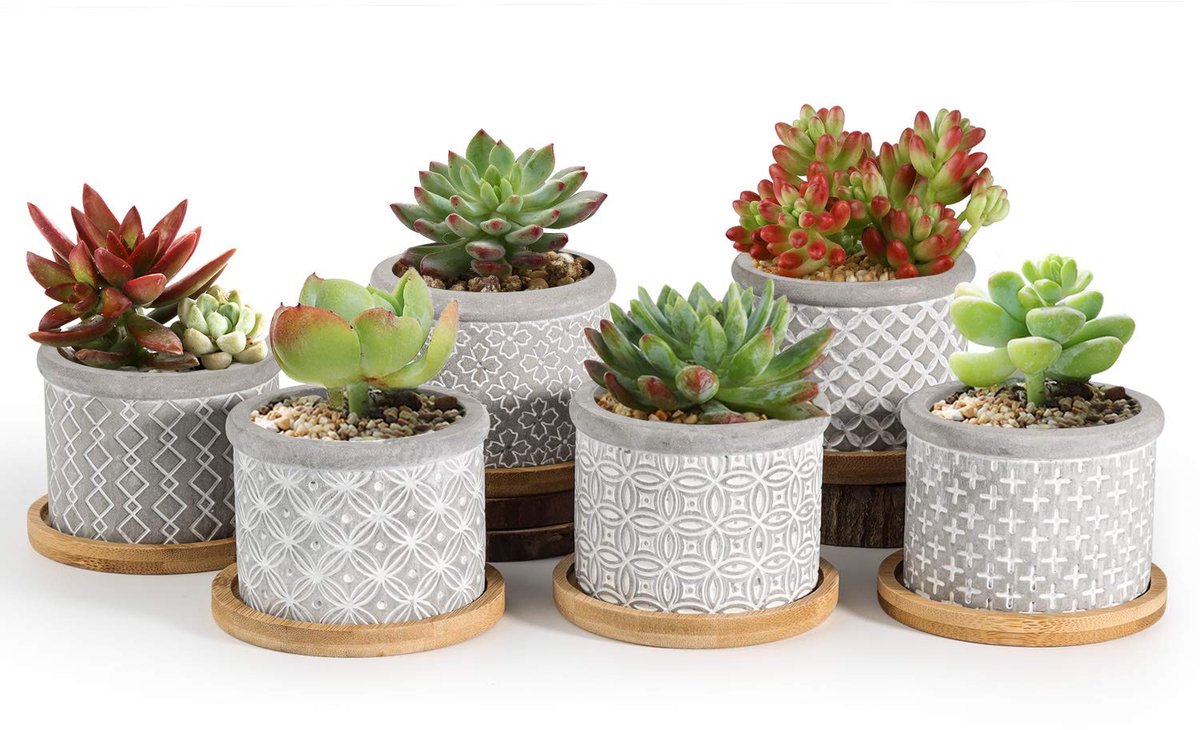 Dailygoods - Set van 6 Cement Succulent Potten met Bamboe Onderzetter