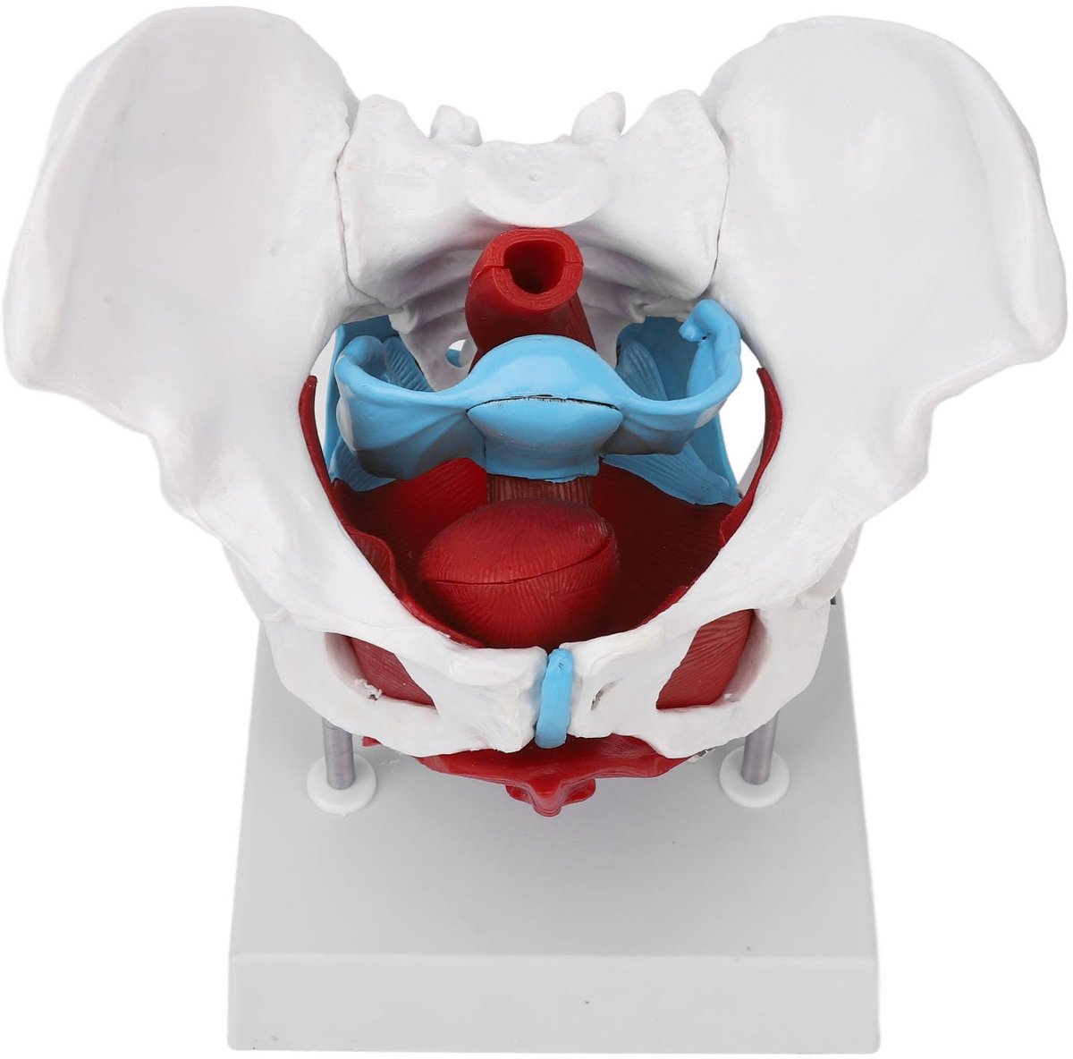 Dailygoods - Levensgroot Vrouwelijk Bekkenmodel - Anatomisch Model voor Verloskunde en Gynaecologie