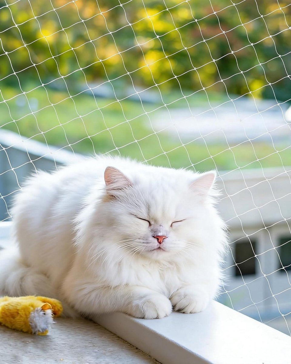 Kattennet Balkon - Balkonbeveiliging Kat - Veilig Buiten - Zonder Boren - 10 x 3 m - Wit