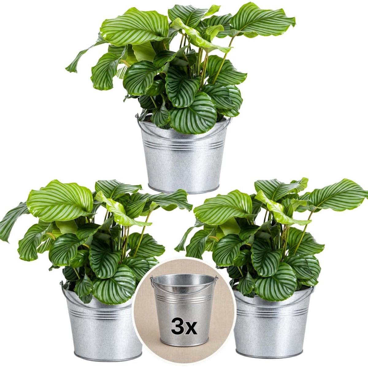 Dailygoods - Korf Marante met 3 Zink Potten - Onderhoudsvriendelijke Kamerplanten