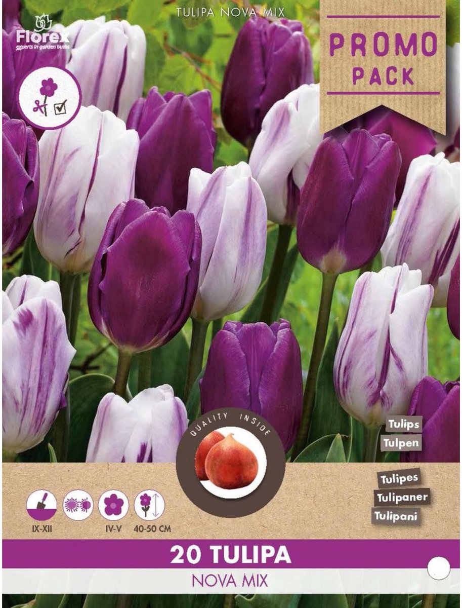 Tulpen Nova mix - Tulipa - Snijbloemen - Voorjaarsbollen - bloeit in April / Mei