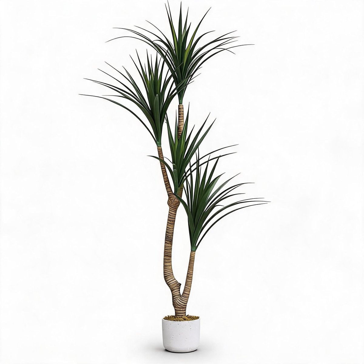 Danky kunst Dracaena Marginata 165cm PEVA PE - levensechte tropische drakenboom UV-bestendig met verzwaarde cementpot voor salon en entree
