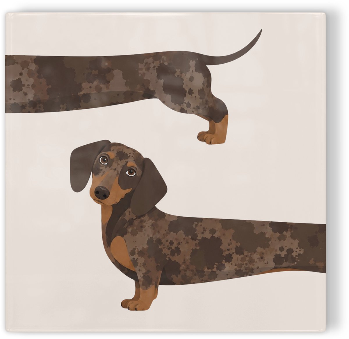 Tegeltje Teckel bruin - beige - tegeltje hond - tegeltje met illustratie