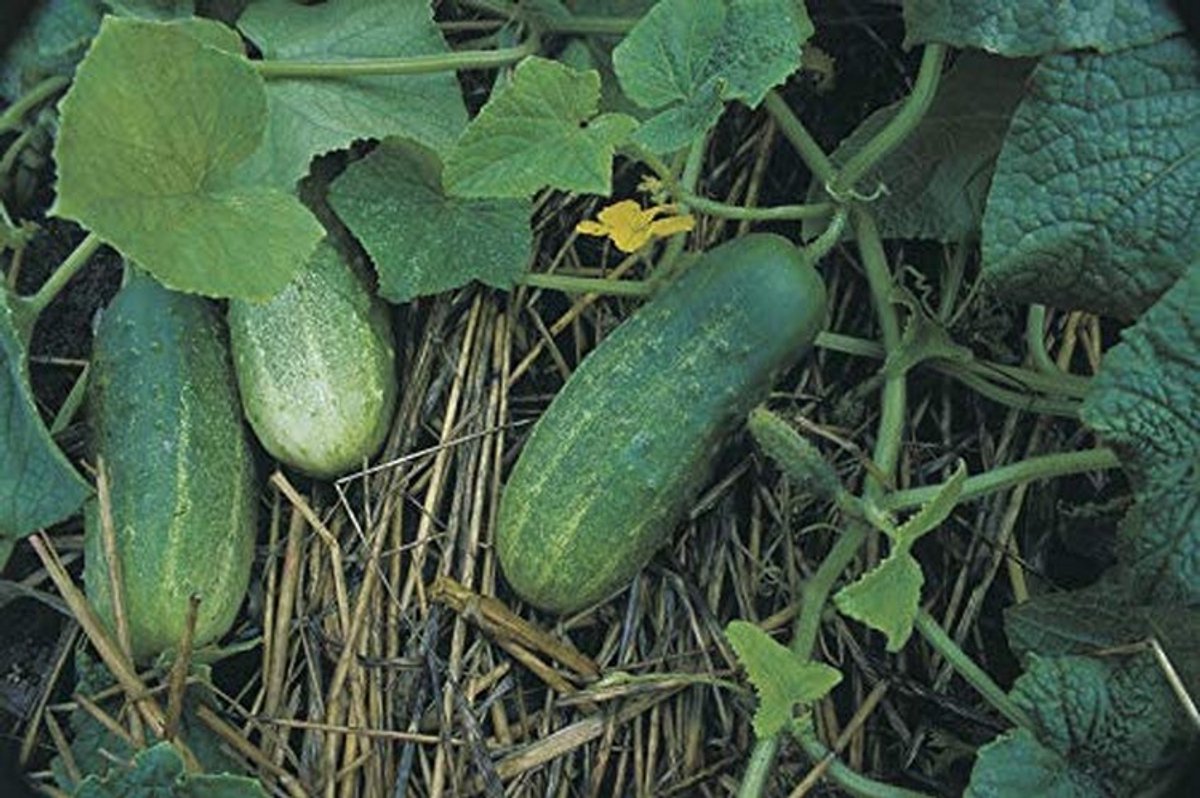 Elzusha - Komkommer Zaden Bush Type