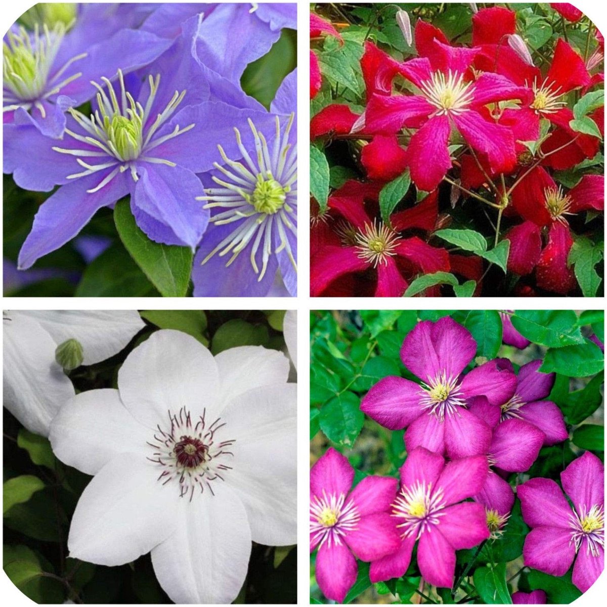 Elzusha - Set van 4 Clematis Zaden voor Klimplanten