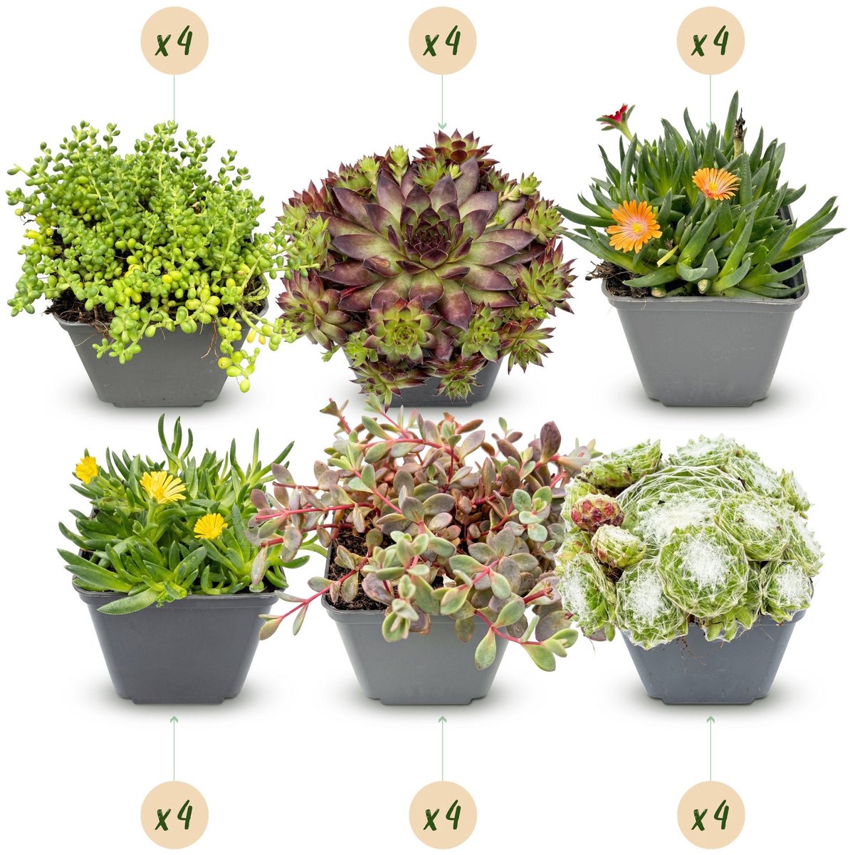 Green boutiQ - 24x Alpine mix - Alpiene mengsel - Diversen - Vaste plant - Ø7cm - 10-12cm