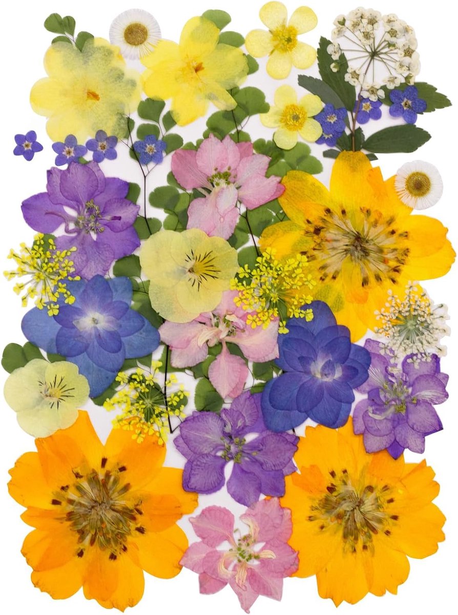 Gedroogde bloemen voor DIY, 34 stuks geperste echte bladeren, voor hars Scrapbooking, handwerk decoratie, natuurlijk handgeperste echte bloemen en bladeren