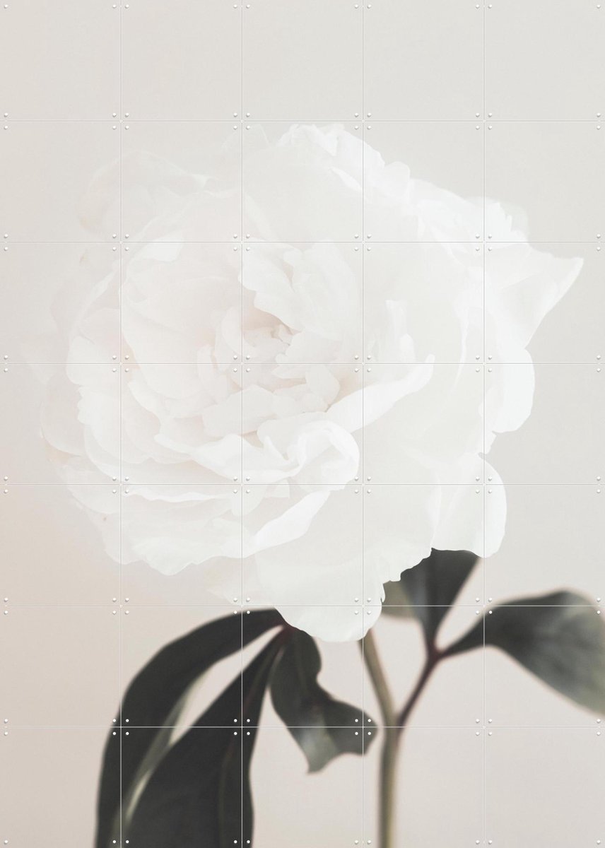 IXXI Peony 03, 1x Studio II & Various - 100 x 140 cm - Gratis ophangtool - Grote wanddecoratie en posters - Realisme, Fotografie, Minimalisme